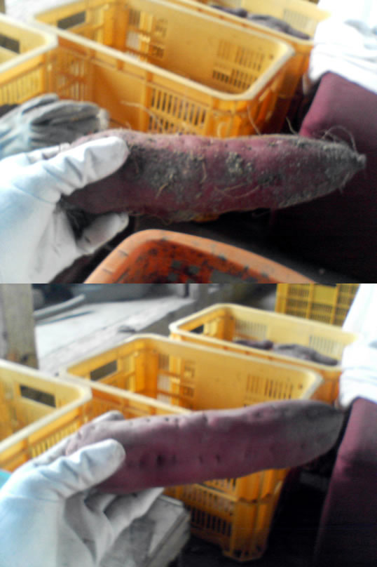 ������i���܂����j�֌��_���̓��L