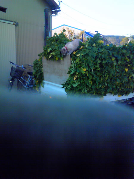 ������i���܂����j�֌��_���̓��L