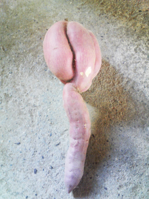 �Ȃ�Ƌ������܂����@�֌��_���̓��L