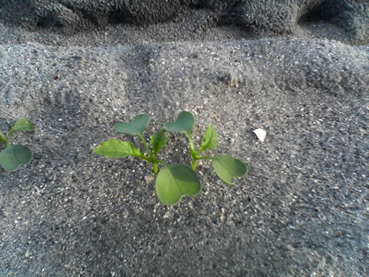 ������i���܂����j�֌��_���̓��L