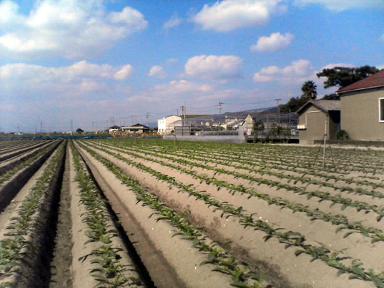 ������i���܂����j�֌��_���̓��L