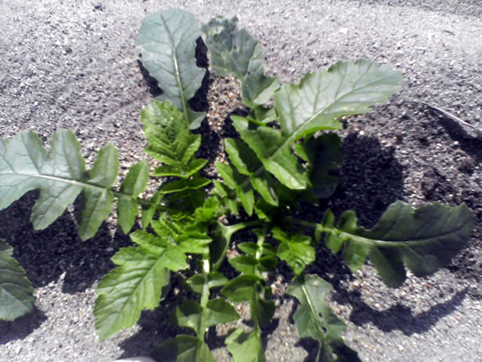 ������i���܂����j�֌��_���̓��L