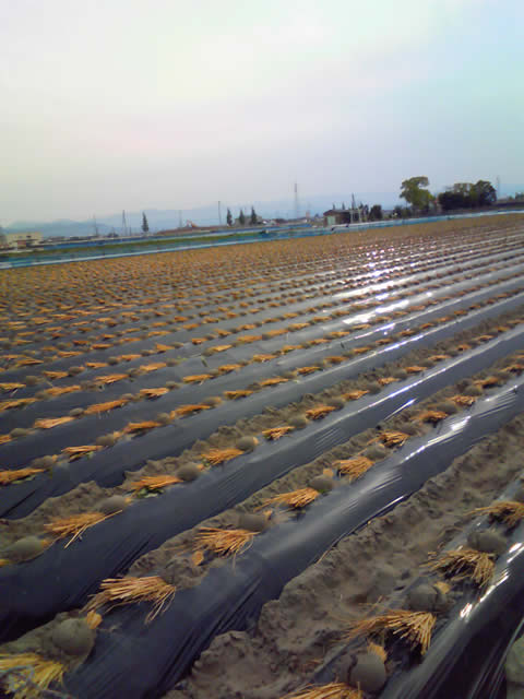 �Ȃ�Ƌ������܂����@�֌��_���̓��L