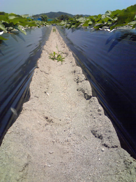 �Ȃ�Ƌ������܂����@�֌��_���̓��L