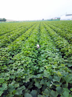 �Ȃ�Ƌ������܂����@�֌��_���̓��L