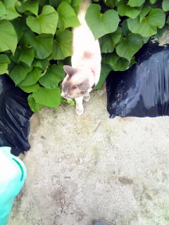 �Ȃ�Ƌ������܂����@�֌��_���̓��L