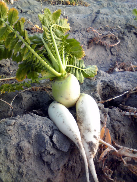 �Ȃ�Ƌ������܂����@�֌��_���̓��L