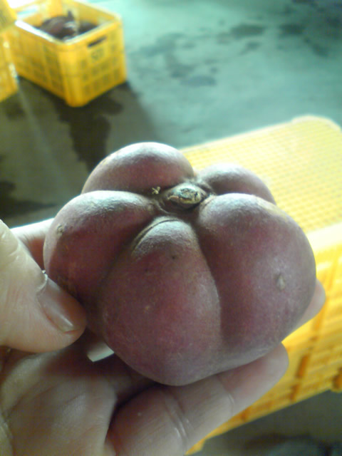 �Ȃ�Ƌ������܂����@�֌��_���̓��L