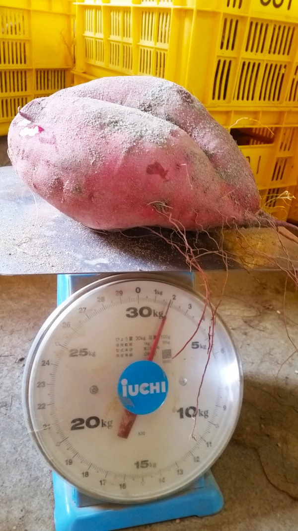 �����͉J�O�Ȃ̂ōŌ�̈�x���Ă�����A�ƂĂ��傫�������A���݂����Ȍ`��1.8�L������܂����I�@�Ȃ�Ƌ������܂����@�֌��_���̓��L