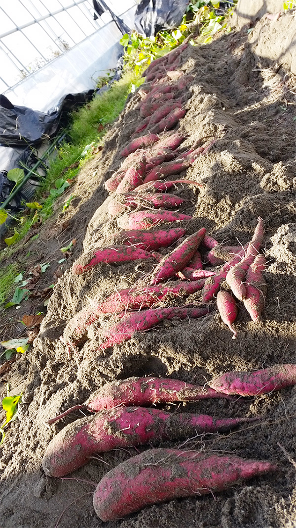 2016�N12��2���i���j�����n�E�X�̔��[�Ɉ������A���Ă����̂���x�肷��ƂƂĂ��L��ł����I�@�Ȃ�Ƌ������܂����@�֌��_���̓��L