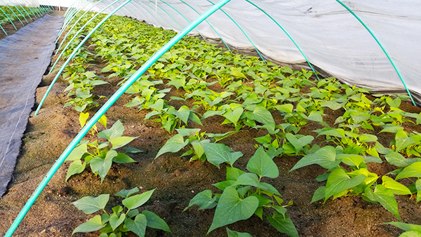 2017�N3��3���i���j�c�͏����ɐ������Ă��܂��B�Ȃ�Ƌ������܂����@�֌��_���̓��L