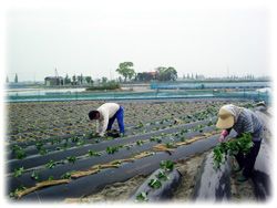 ������E�Ȃ�Ƌ����i�������Y���܂����j�̔̔����Ă܂��B