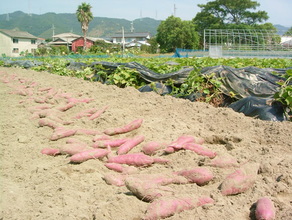 �������(�֌��_���j�̔�