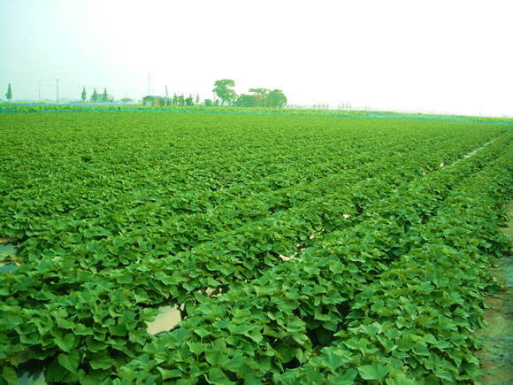 �������(�֌��_���j�̔�